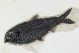 Fossil Fish (Knightia) Plate - Green River Formation #179309-2